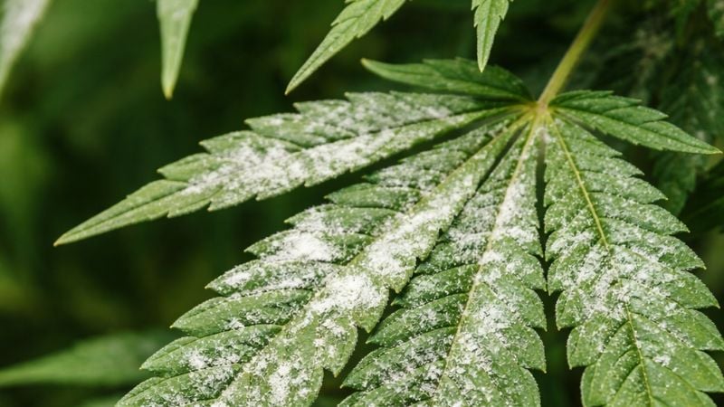 powdery mildew on cannabis plants