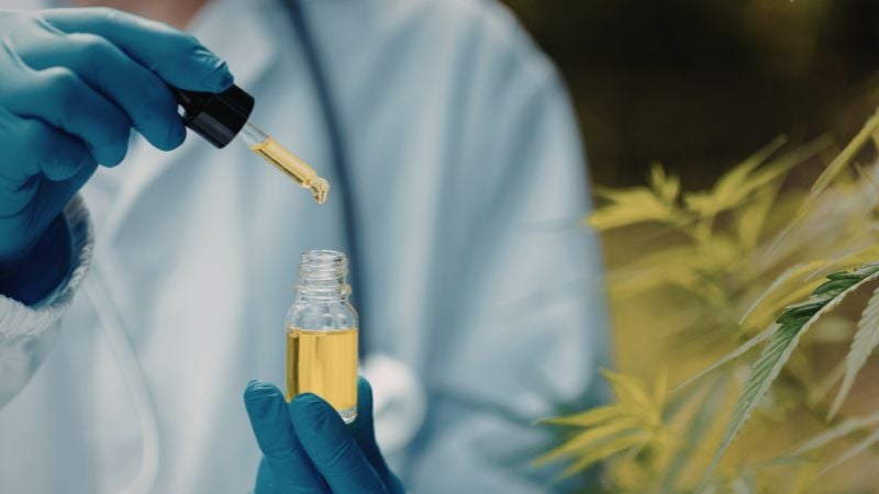 applying oil to cannabis plants