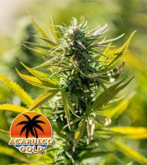Acapulco-Gold cannabis