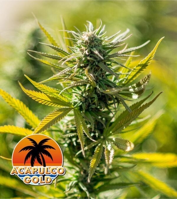 Acapulco-Gold cannabis