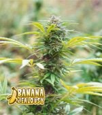 Banana-Jealousy-Feminized-Product