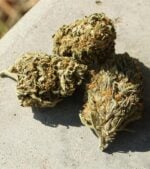 Banana-Jealousy-Feminized-buds