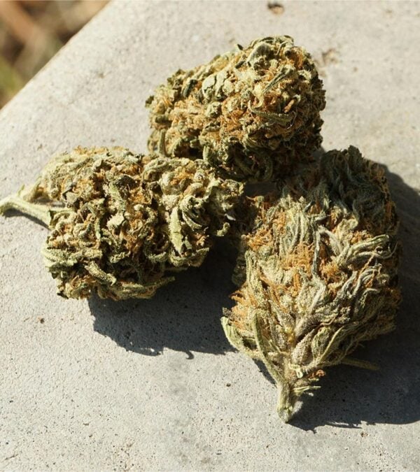 Banana-Jealousy Strain