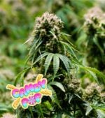 Candy-Pop-Feminized-Product