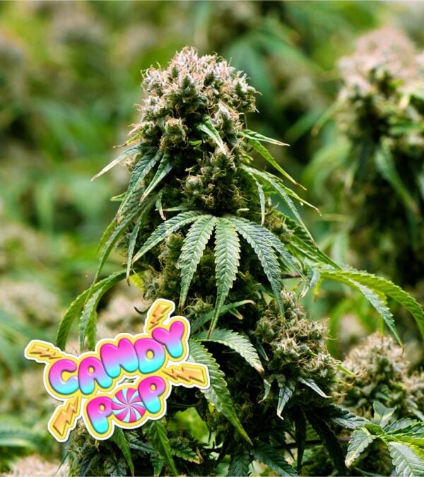 Candy-Pop cannabis