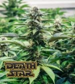 Death-Star-Feminized-Product