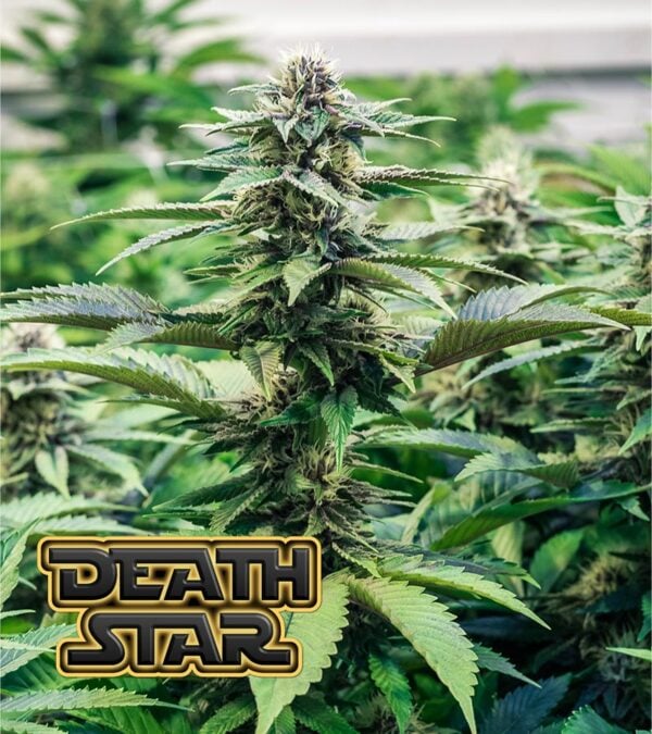 Death-Star cannabis