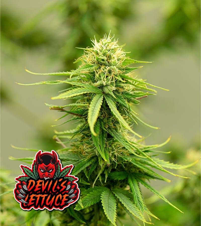 Devil's-Lettuce Cannabis