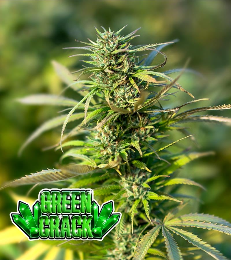 Green-Crack cannabis