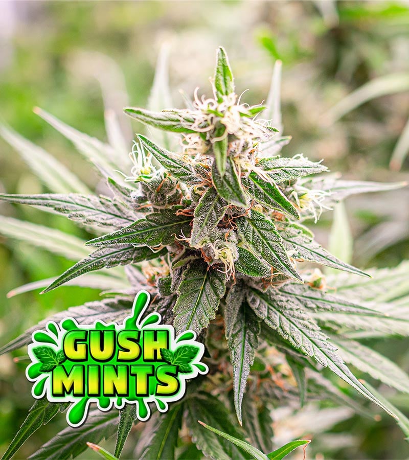 Gush Mints Seeds | Liberty Seed Bank
