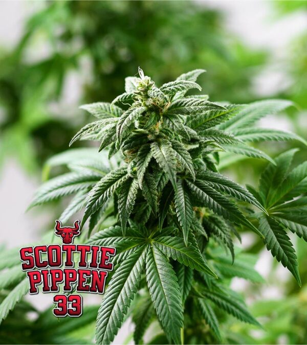 Scottie-Pippen-#33 Cannabis