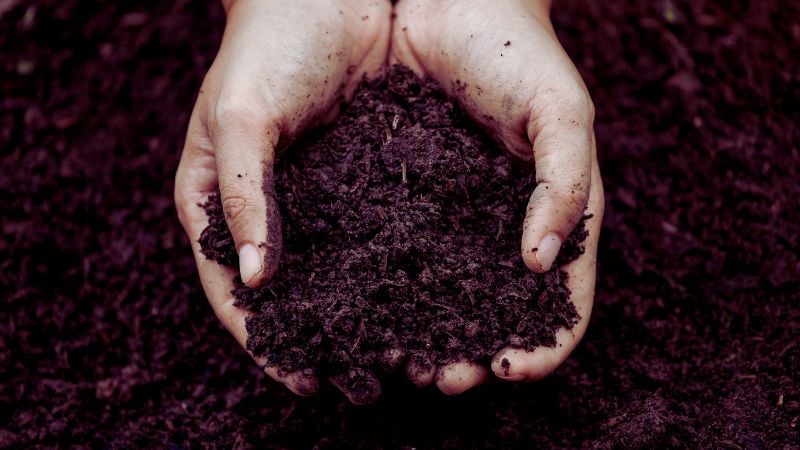 cannabis soil mixture