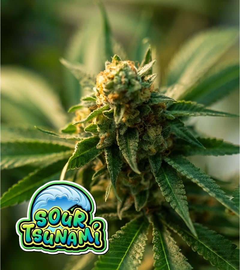 Sour-Tsunami-CBD cannabis
