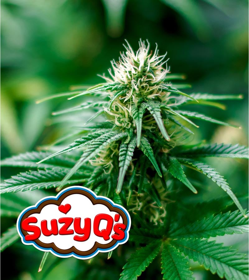 Suzy Q CBD cannabis