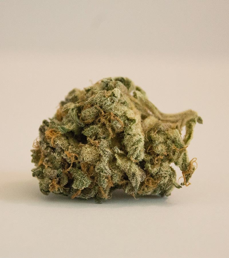 Suzy-Q-CBD Strain