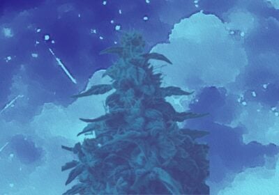 blue dream