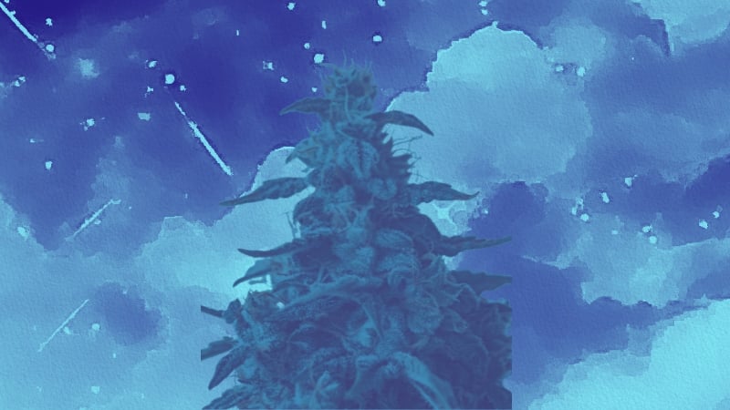 blue dream