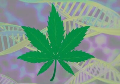 cannabis genetics