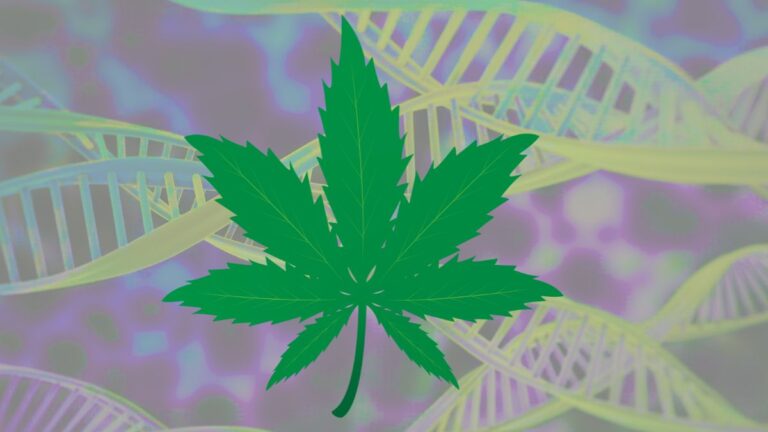 cannabis genetics
