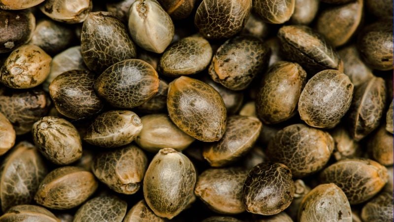 cannabis seeds