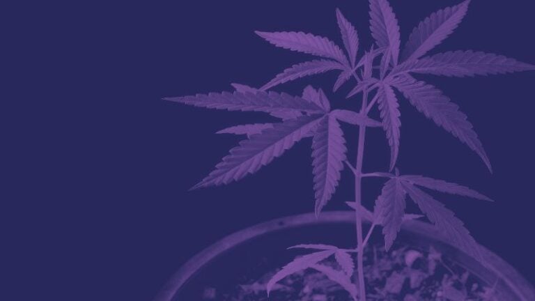 growing purple haze