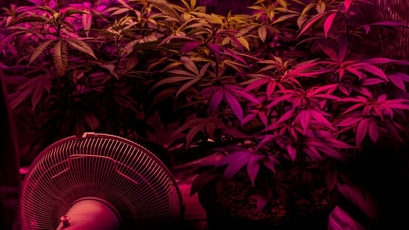 benefits of growing cannabis in pots