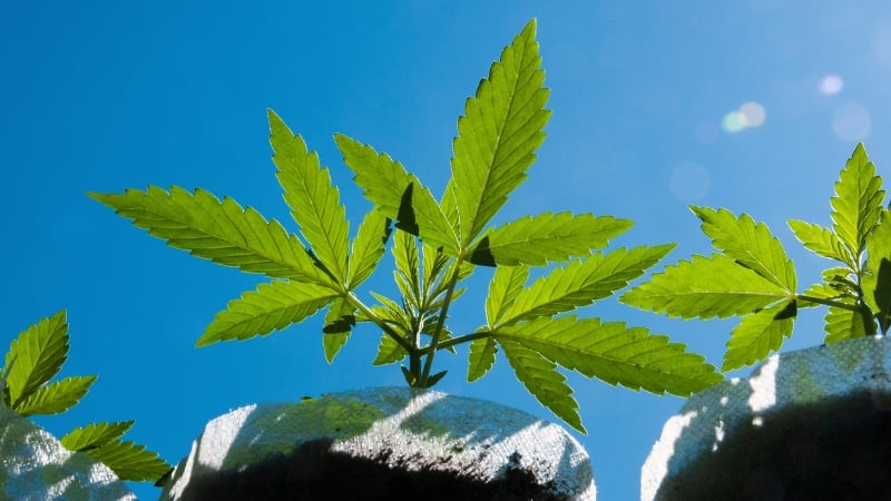 outdoor blue dream