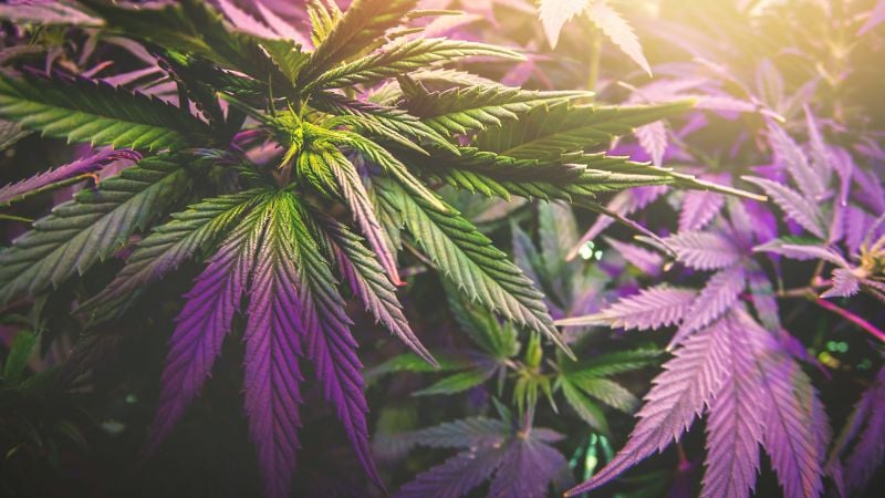 purple haze plant structure