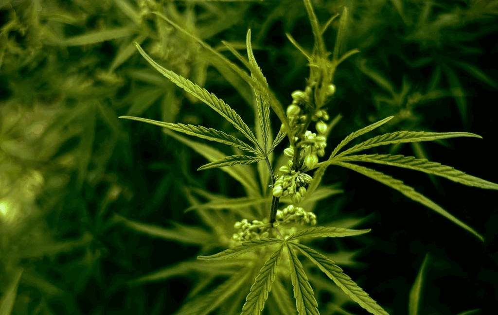 identify male cannabis seeds