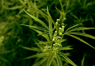 identify male cannabis seeds