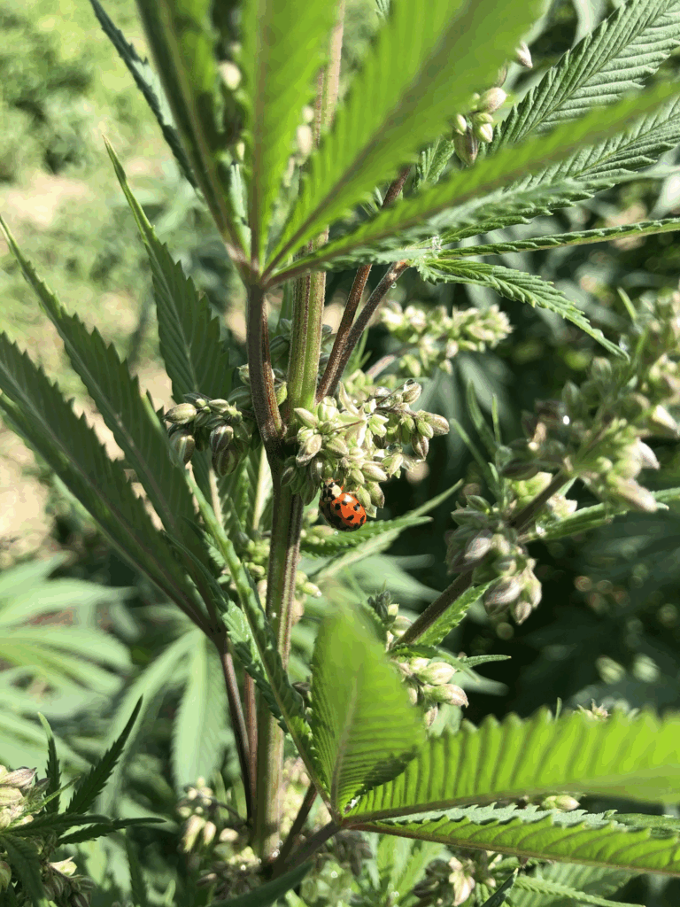 A male cannabis plant with ladybug.