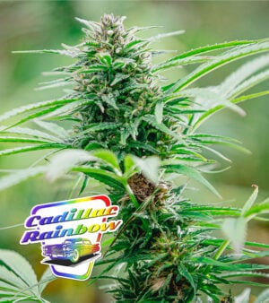Cadillac-Rainbow Cannabis