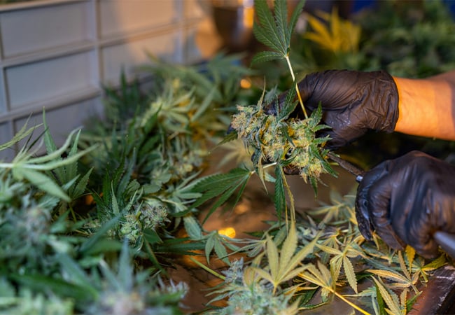 Home-grown-cannabis-for-weed-pens
