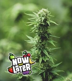 Now-and-Later Cannabis