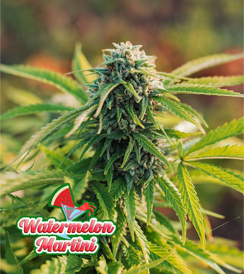 Watermelon-Martini Cannabis