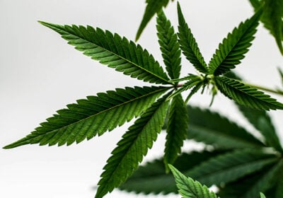 A-Beginner’s-Guide-to-Growing-CBD-Flower