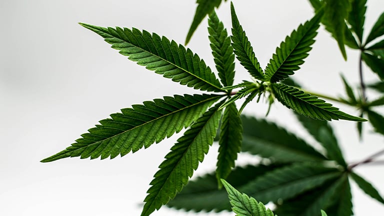 A-Beginner’s-Guide-to-Growing-CBD-Flower