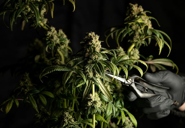 a person cutting a plant