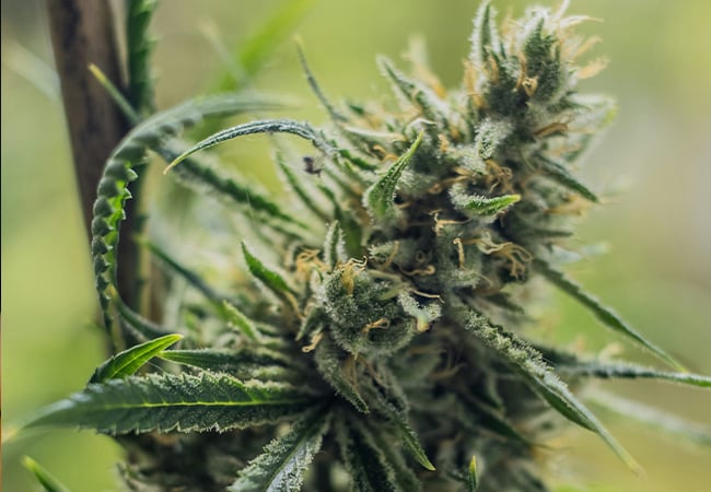 CBD-Flowers