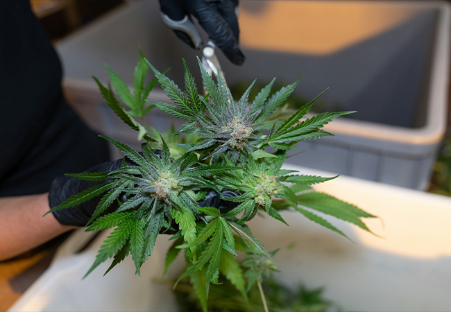 harvesting and curing cbd flowers guide