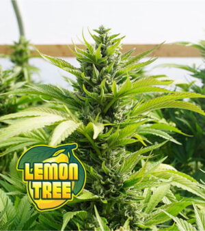 Lemon Tree Cannabis