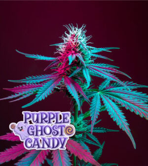 Purple Ghost Candy Cannabis