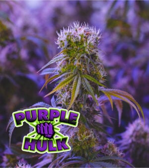 Purple Hulk Autoflower Cannabis