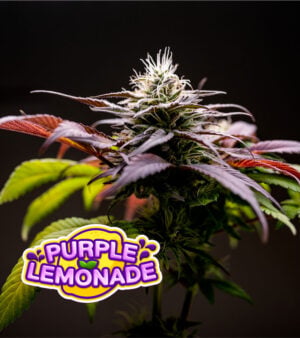 Purple Lemonade Cannabis