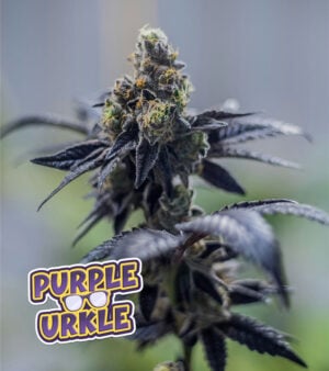 Purple-Urkle Cannabis