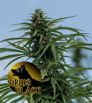 Sirius-Black Cannabis