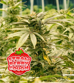 Strawberry-Cough Cannabis
