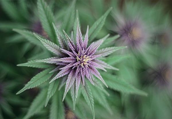 close up of a thca flower
