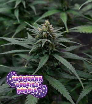 Tropicana-Cookies-Purple-Cannabis