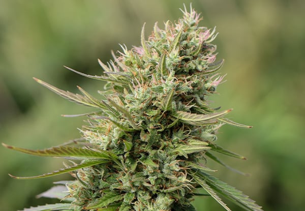 a close up of a plant